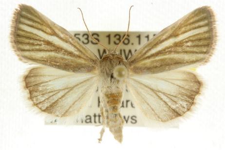 Heliocheilus mesoleuca