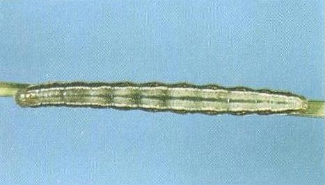 Heliocheilus moribunda