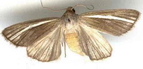 Heliocheilus moribunda