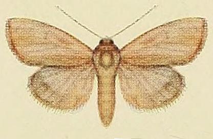 Heliocheilus moribunda