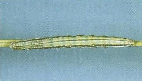 Heliocheilus pallida