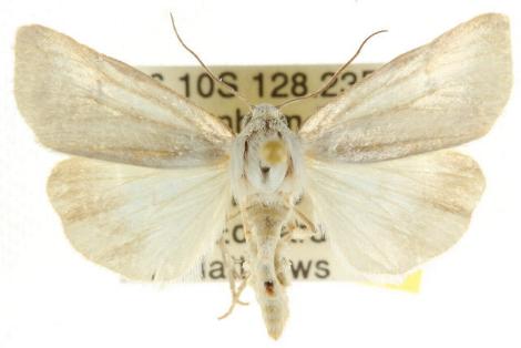 Heliocheilus pallida
