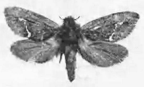 Oncopera brachyphylla