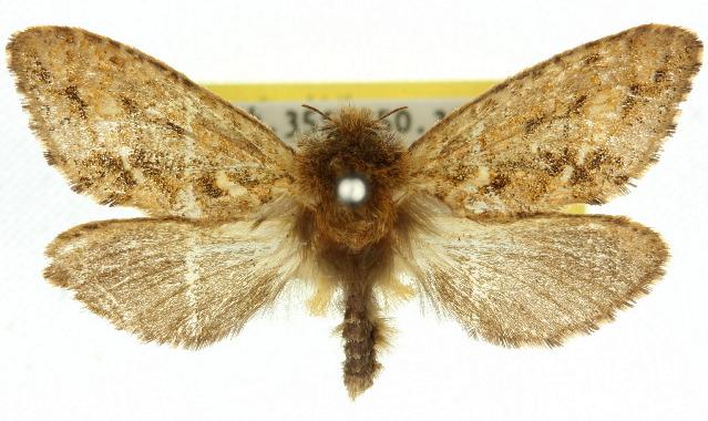 Oncopera brunneata