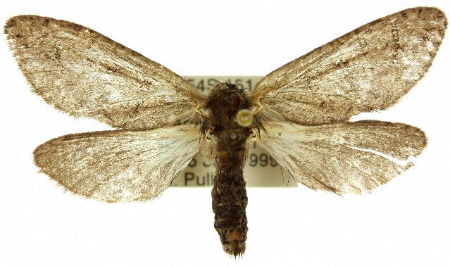 Oncopera brunneata