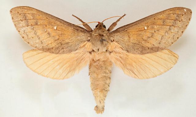 Oxycanus flavoplumosus