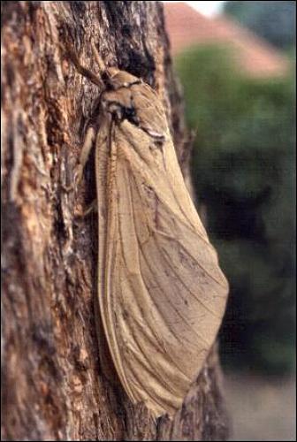 Abantiades hyalinatus