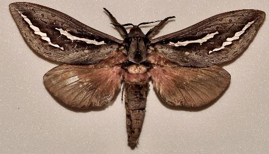 Abantiades hydrographus