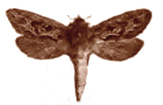 Oncopera intricoides