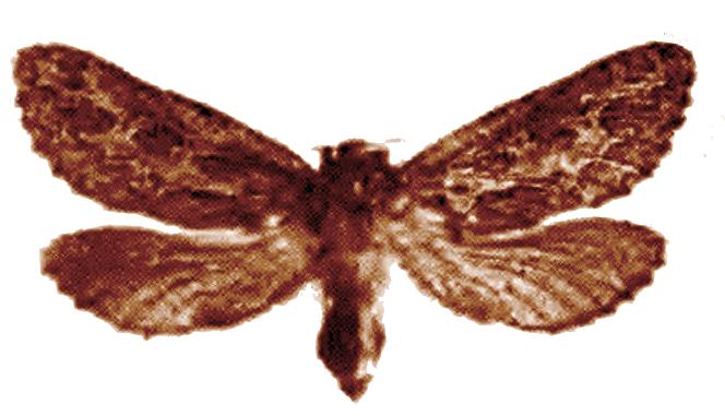 Oncopera intricoides