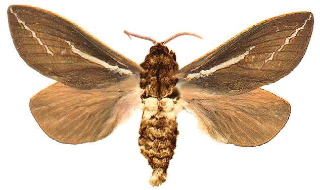 Abantiades latipennis