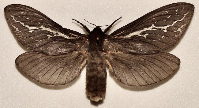 Abantiades lineacurva