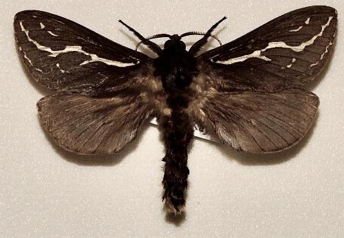 Abantiades lineacurva