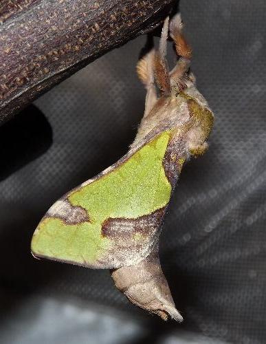 Aenetus moorei