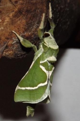 Aenetus moorei