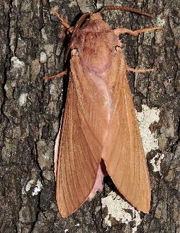 Abantiades paradoxa