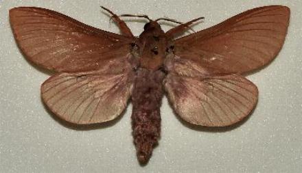 Abantiades paradoxa