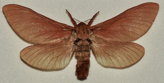 Abantiades paradoxa