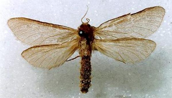 Fraus polyspila