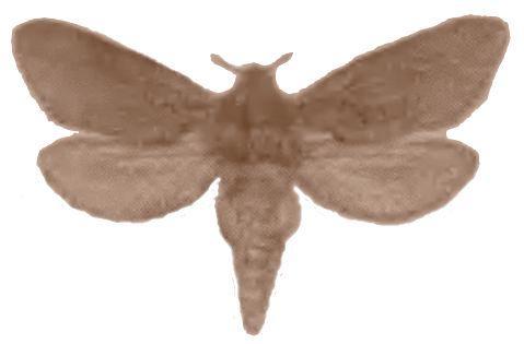 Oncopera rufobrunnea