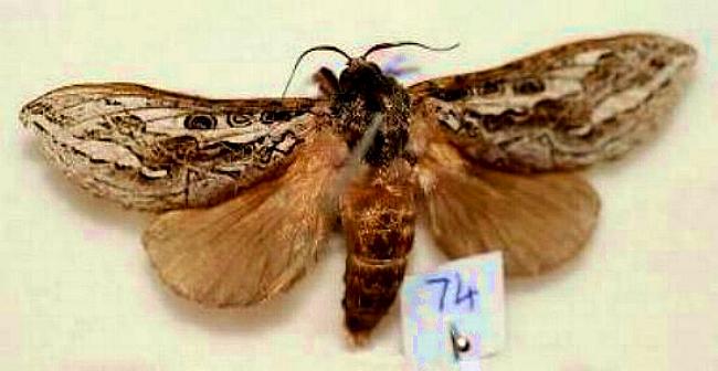 Abantiades sericatus