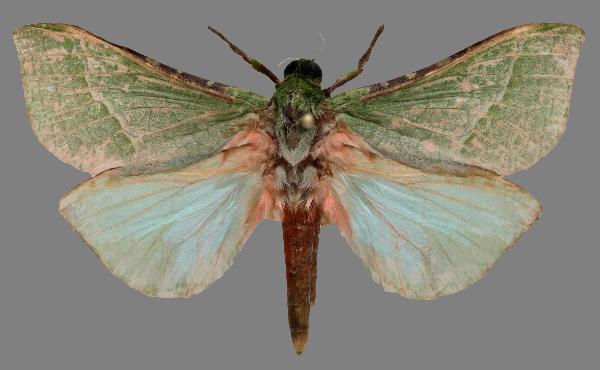 Aenetus simonseni