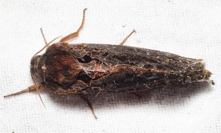 Oxycanus sphragidias