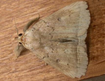 Simplicia erebina