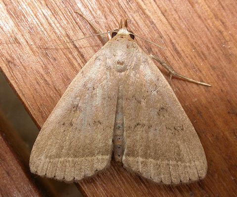 Simplicia erebina