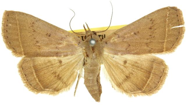 Simplicia erebina