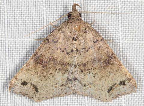 Lithilaria proestans