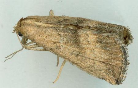 Progonia umbrifera