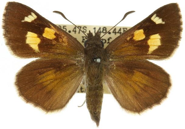 Mesodina aeluropis