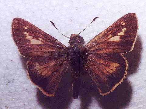 Parnara amalia