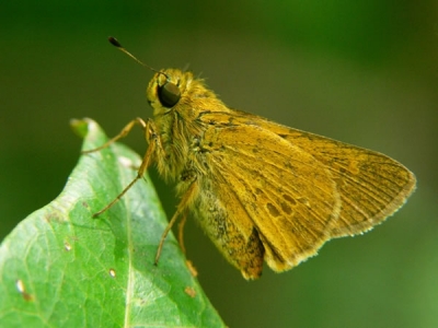 Parnara amalia