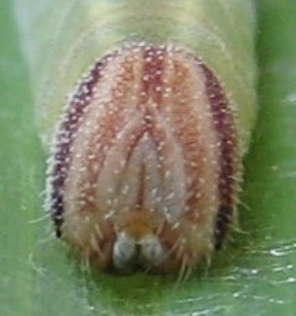 Taractrocera anisomorpha