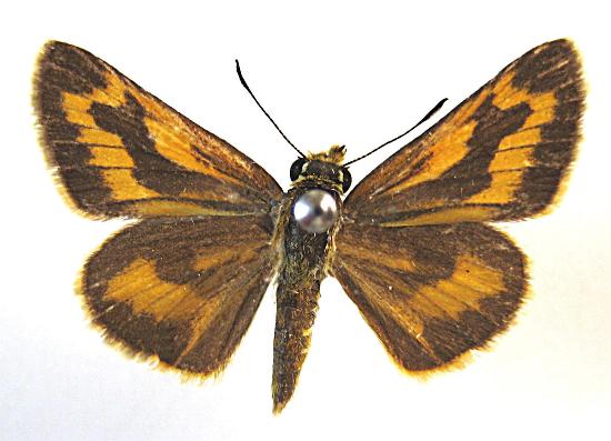 Taractrocera anisomorpha