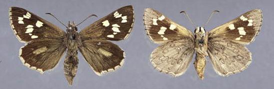 Antipodia atralba