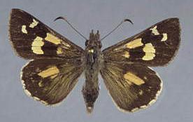 Antipodia chaostola