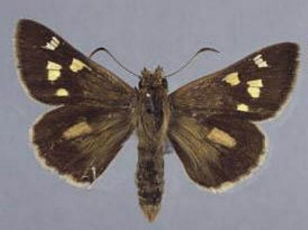 Hesperilla chrysotricha