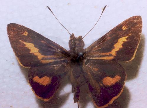 Sabera dobboe