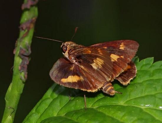 Sabera dobboe