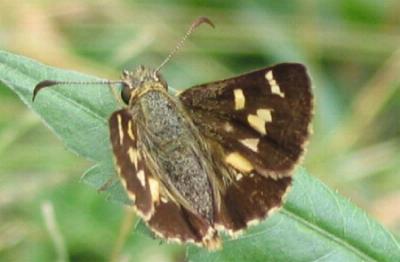 Hesperilla donnysa