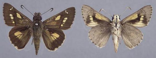 Hesperilla donnysa