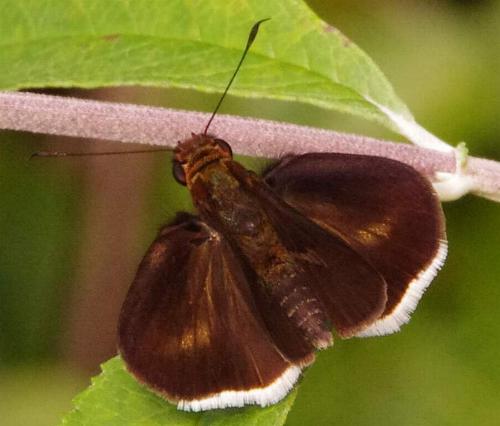 Sabera fuliginosa