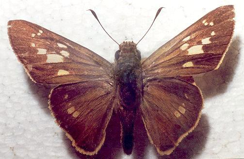 Borbo impar