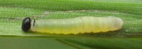 Taractrocera ina