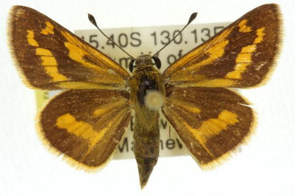 Taractrocera ina