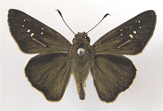 Pelopidas lyelli