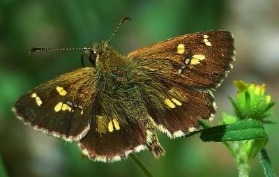 Anisynta monticolae